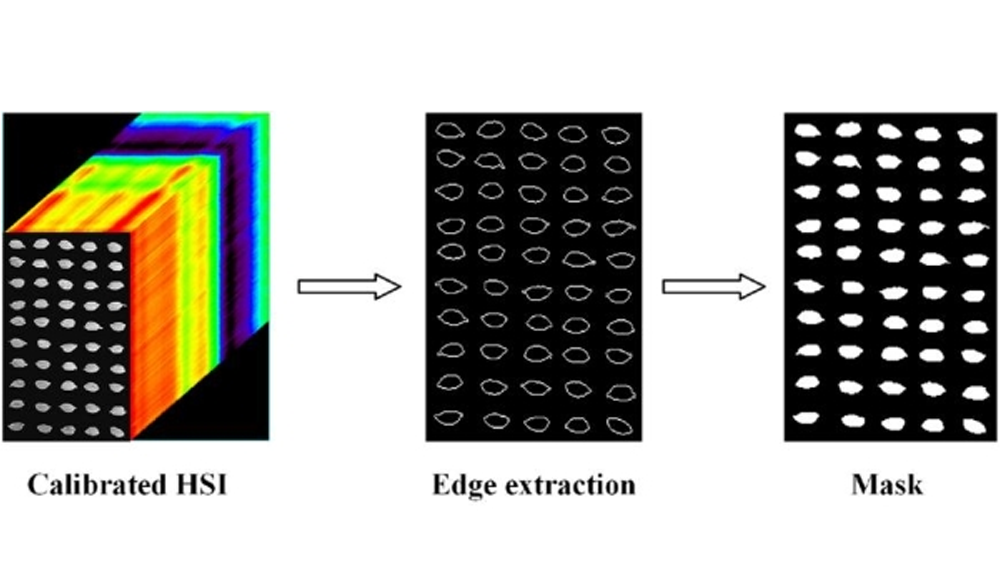 颠覆传统！高光谱成像+深度森林模型，精准识别冻害水稻种子