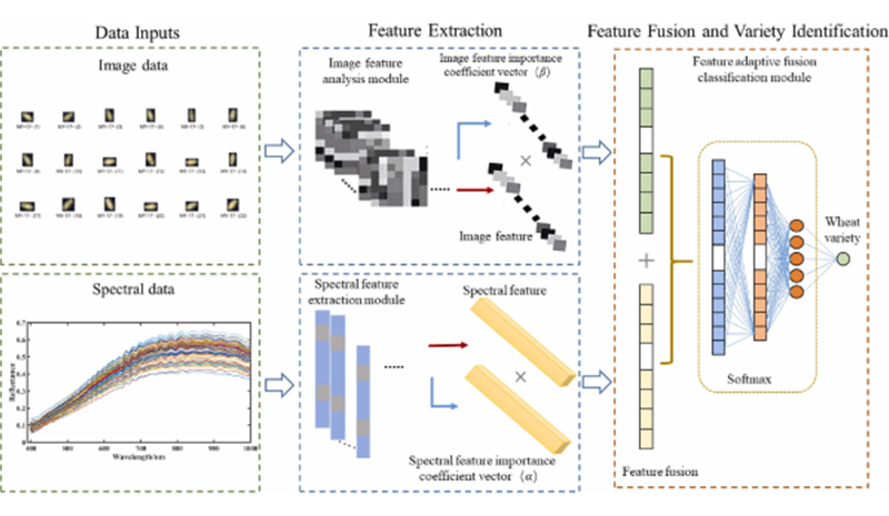 从识品种到辨霉变，高光谱成像赋能粮食质量全链条监控